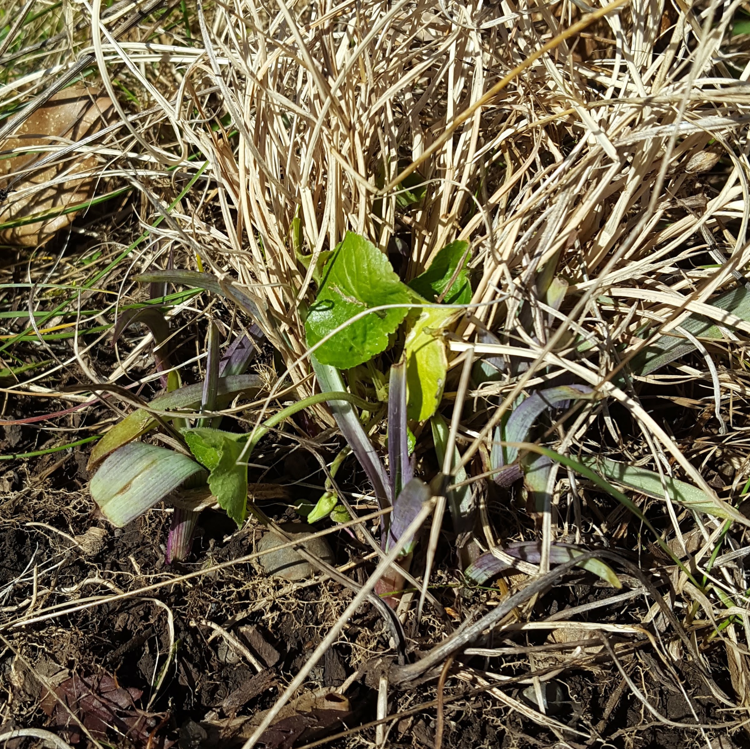 Image of new spring growth