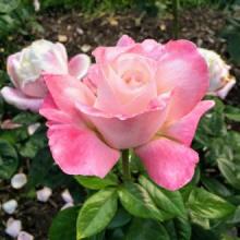 Image of pink rose