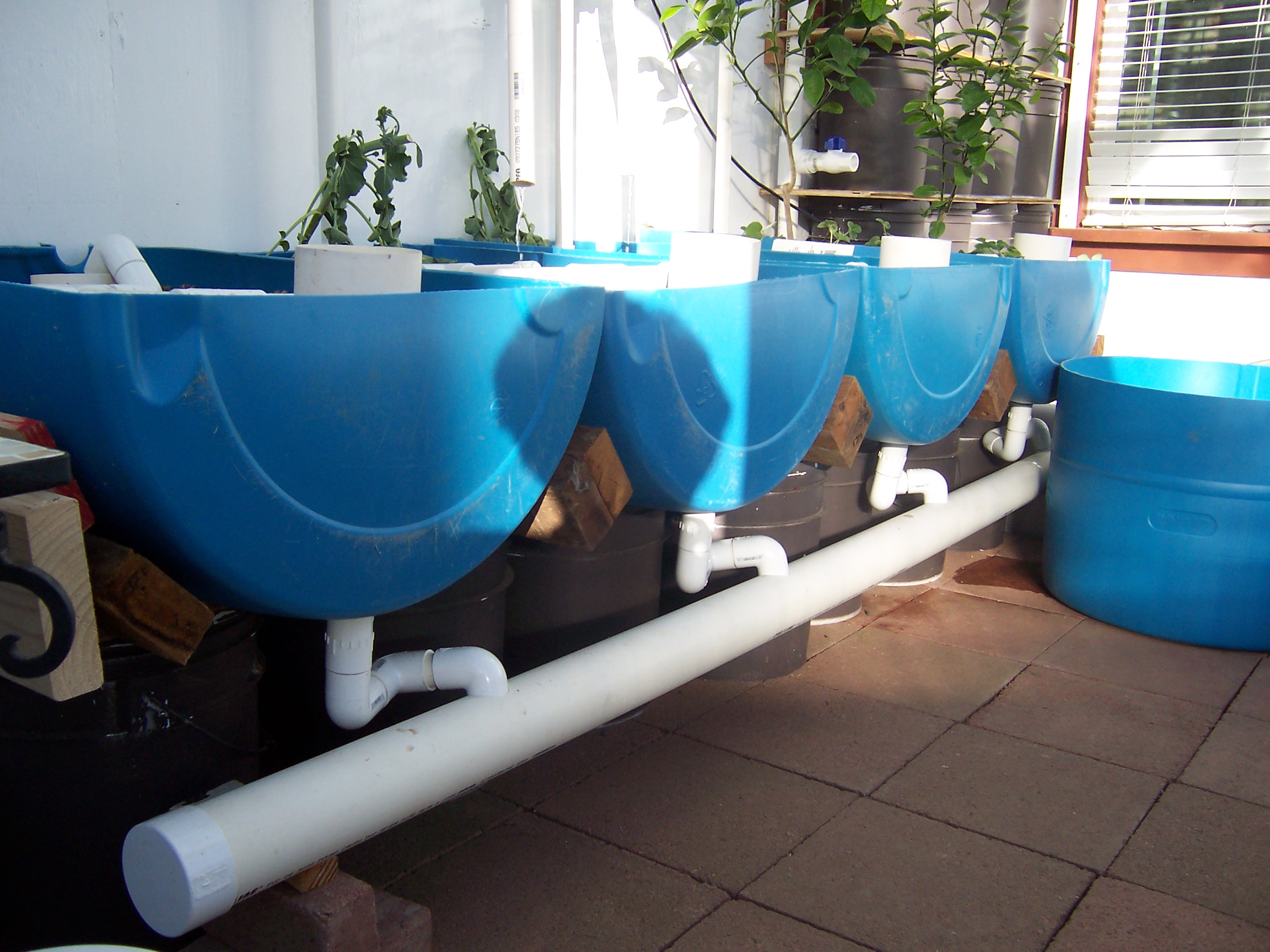 Aquaponics plumbing: Traps and drain pipe