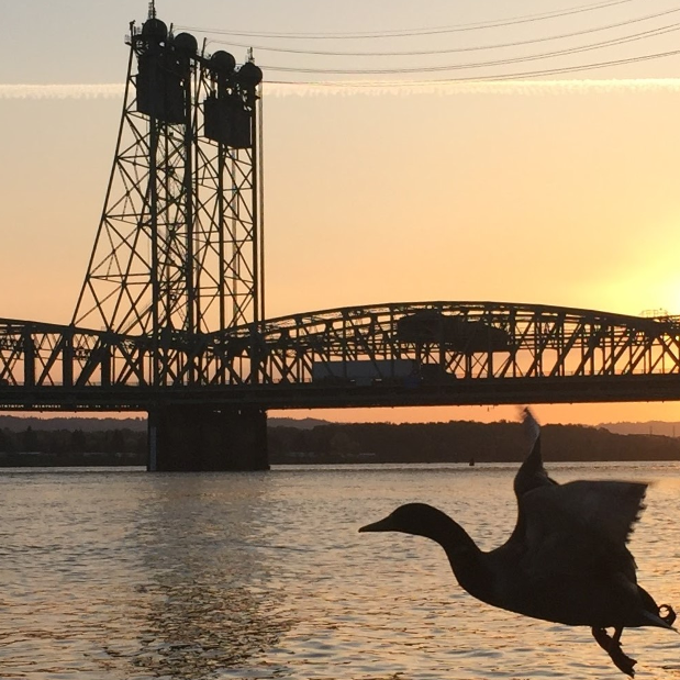 Image of a bridge and a bird