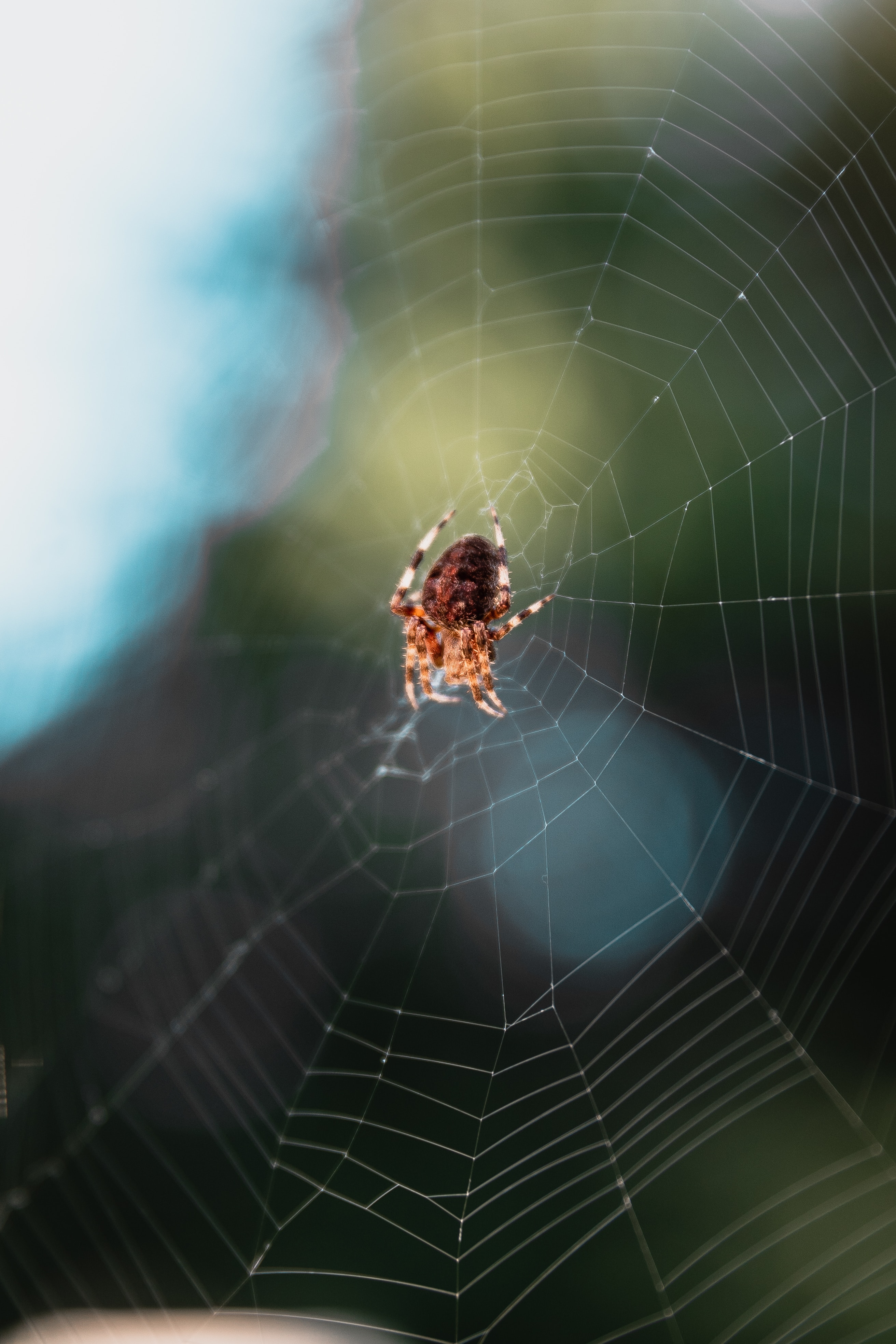 Image of a spider on its web
